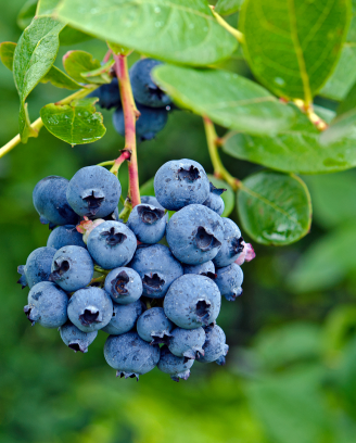 Chilean Blueberry Guide