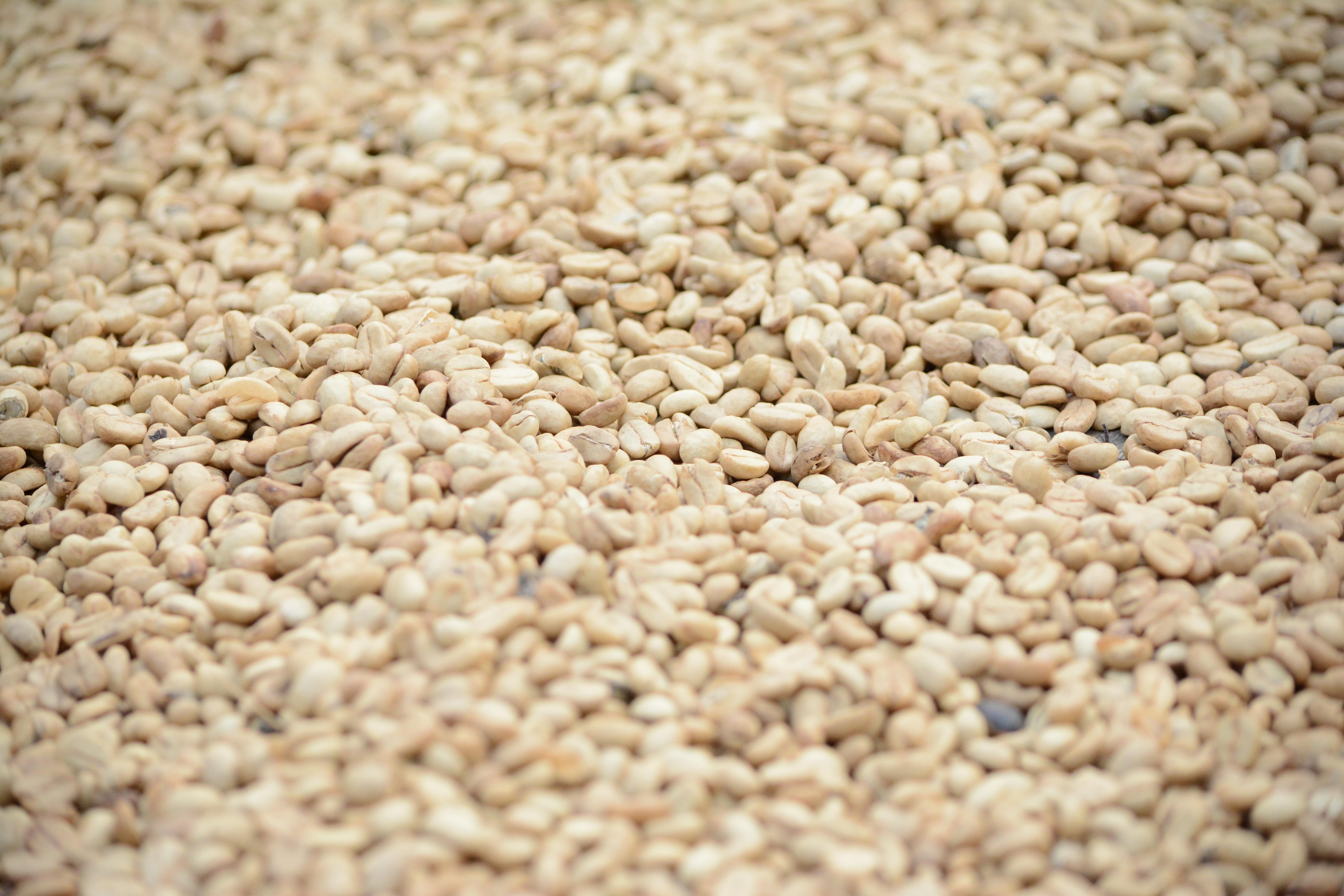Tridge Report: Overview and Outlook of Oils and Oilseeds Market