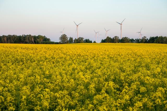 W13 Canola/Rapeseed Update: European Winter Crops Struggle Amid Adverse Weather, Russia Anticipates Expansion in Rapeseed Cultivation in 2024