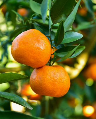 Pakistani Mandarin Guide