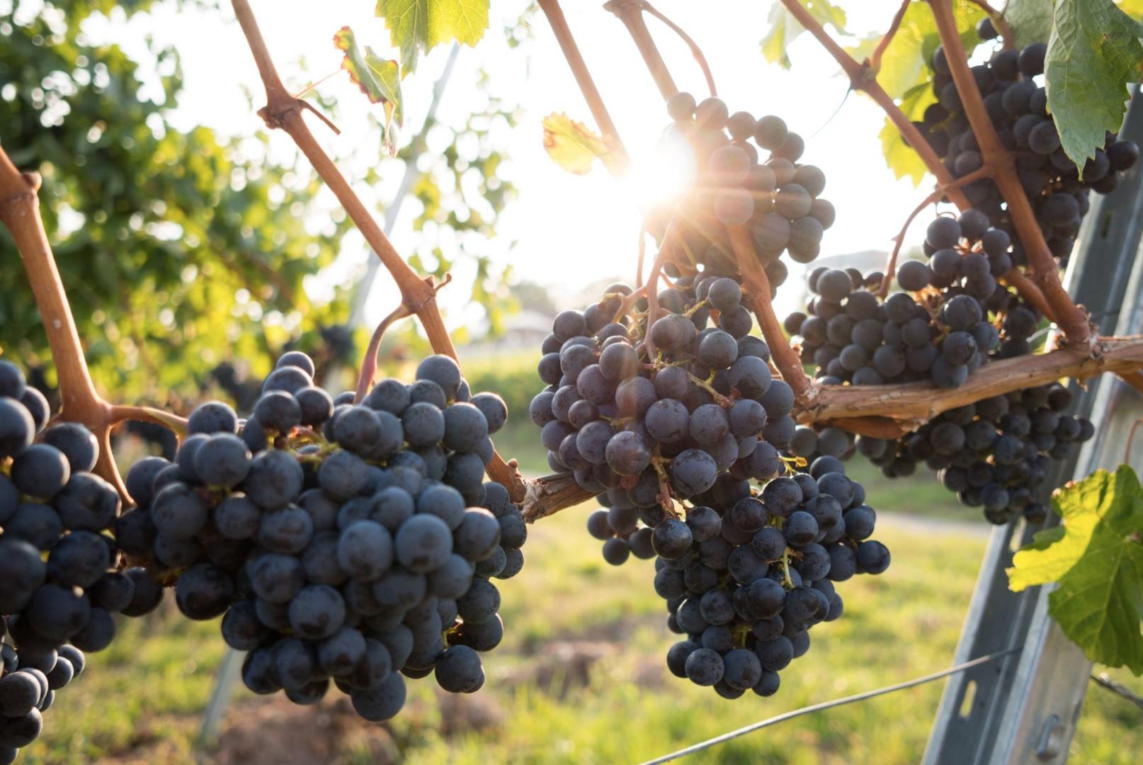 Wine Report: Australia 2023