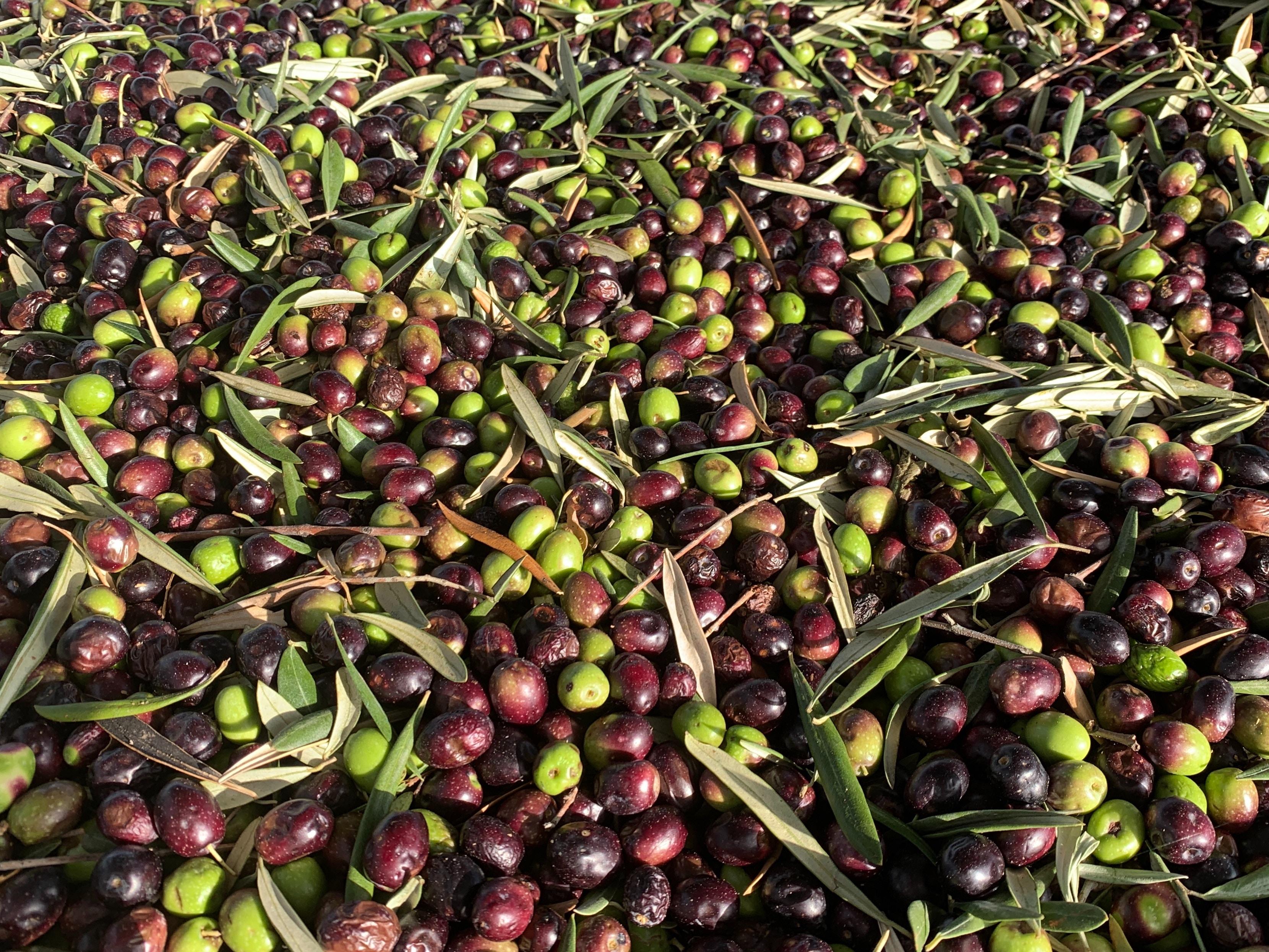 W28 2024: Olive Oil Weekly Update