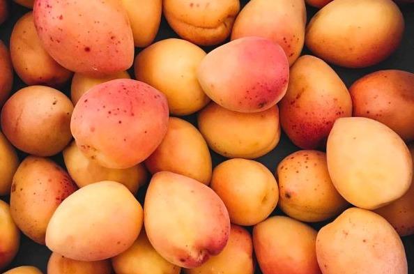 W15 Mango Update: US Mango Imports Surged by 9% WoW, Peruvian Mango Season Ends with a Decrease in Exports, and Vietnam's Mango Production Set to Increase