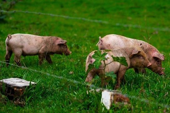 Brazil’s Pork Production Outlook in 2024 Amid Anticipated Increase in Production Cost and the El Niño Weather