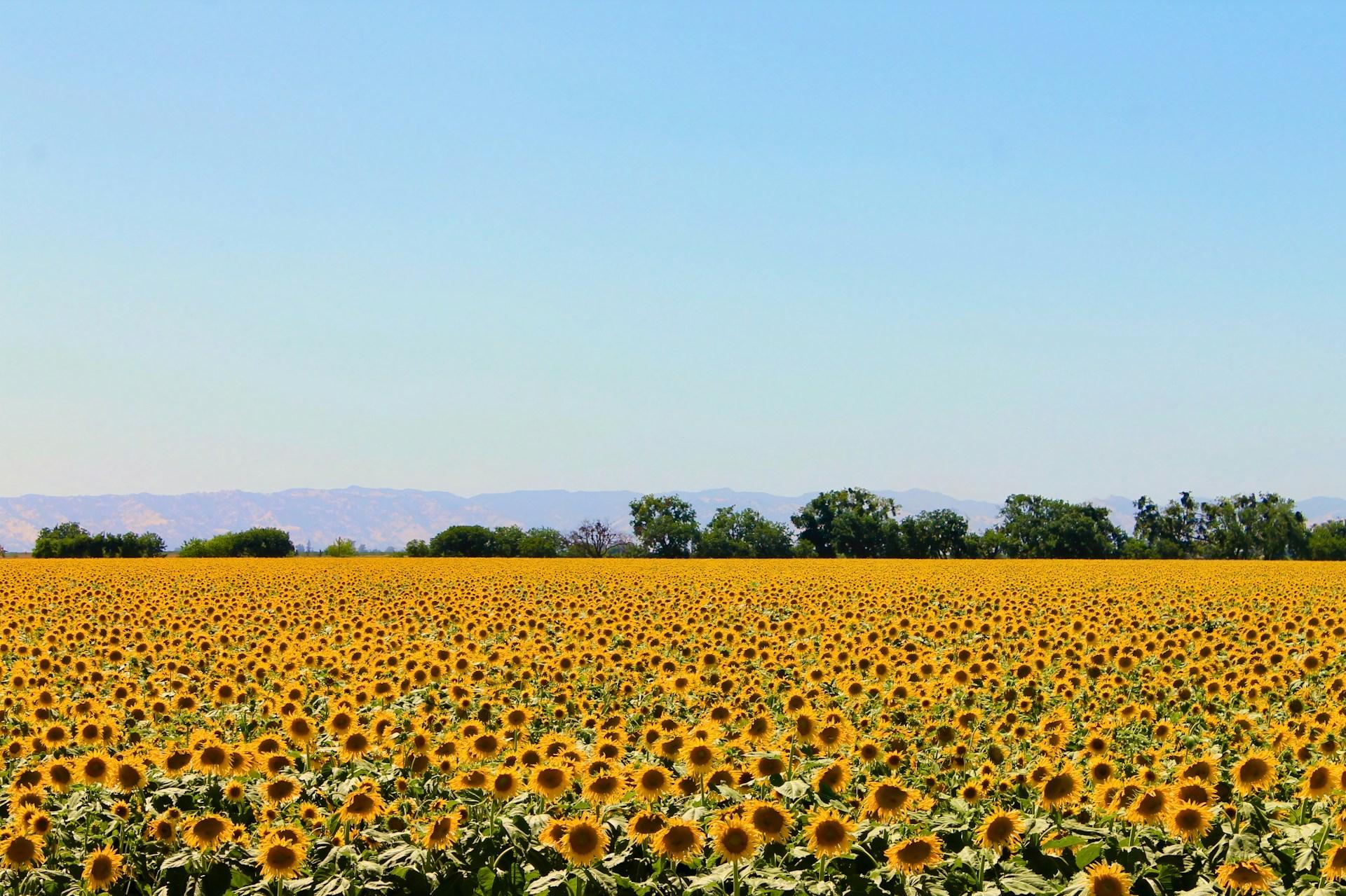 May 2025 Outlook Report: Oils