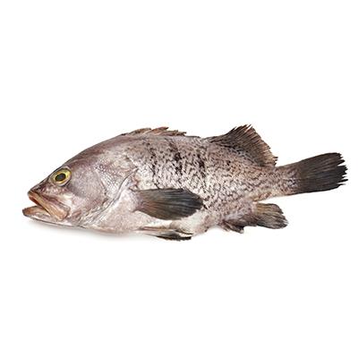 Singapore's 'Our Fish Storey' Project Cultivates Australian Grouper in Repurposed Containers to Boost Local Seafood Production