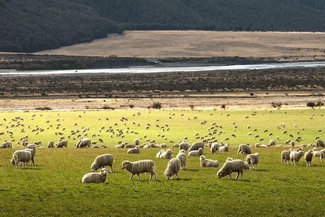 W11 Lamb and Mutton Update: US Meat Exports Surge as Australian Farmer Confidence Rebounds