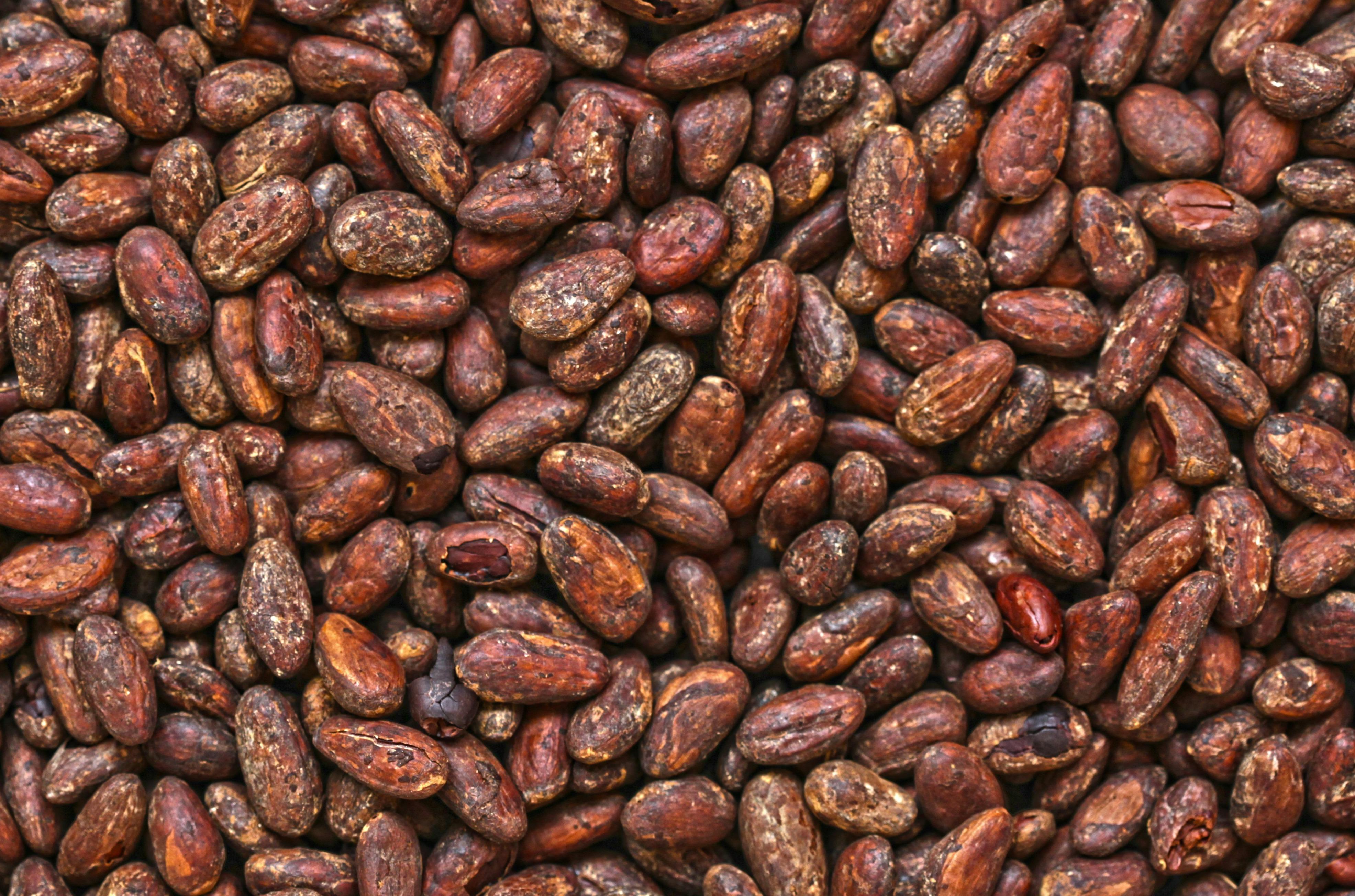 Harmattan Winds Cause Cocoa Production Concerns in West Africa