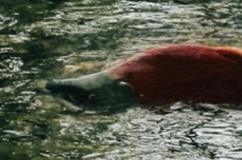 Expected Larger Wild Salmon Catches Could Bring Further Downward Pressure on Prices