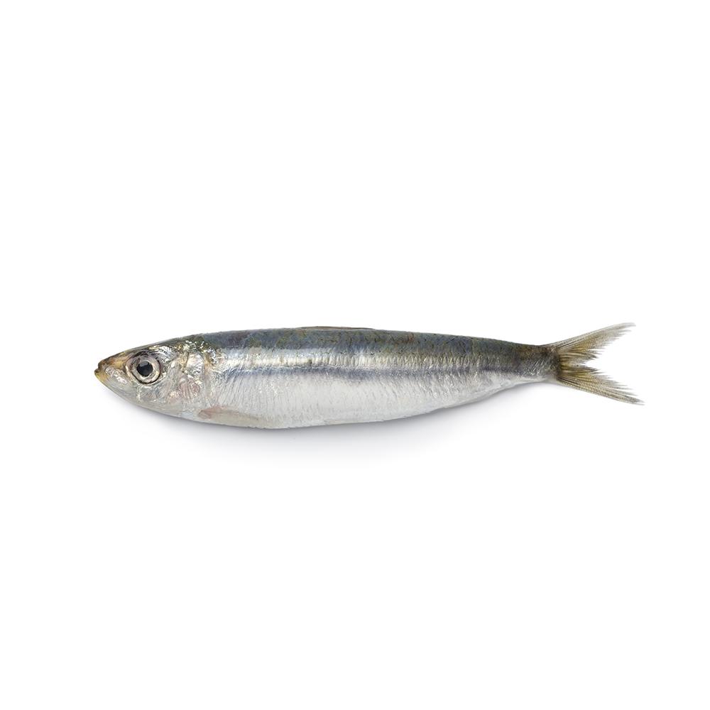 Sardine Prices in Italy Rose by 0.7% WoW in W32 Due to High Demand