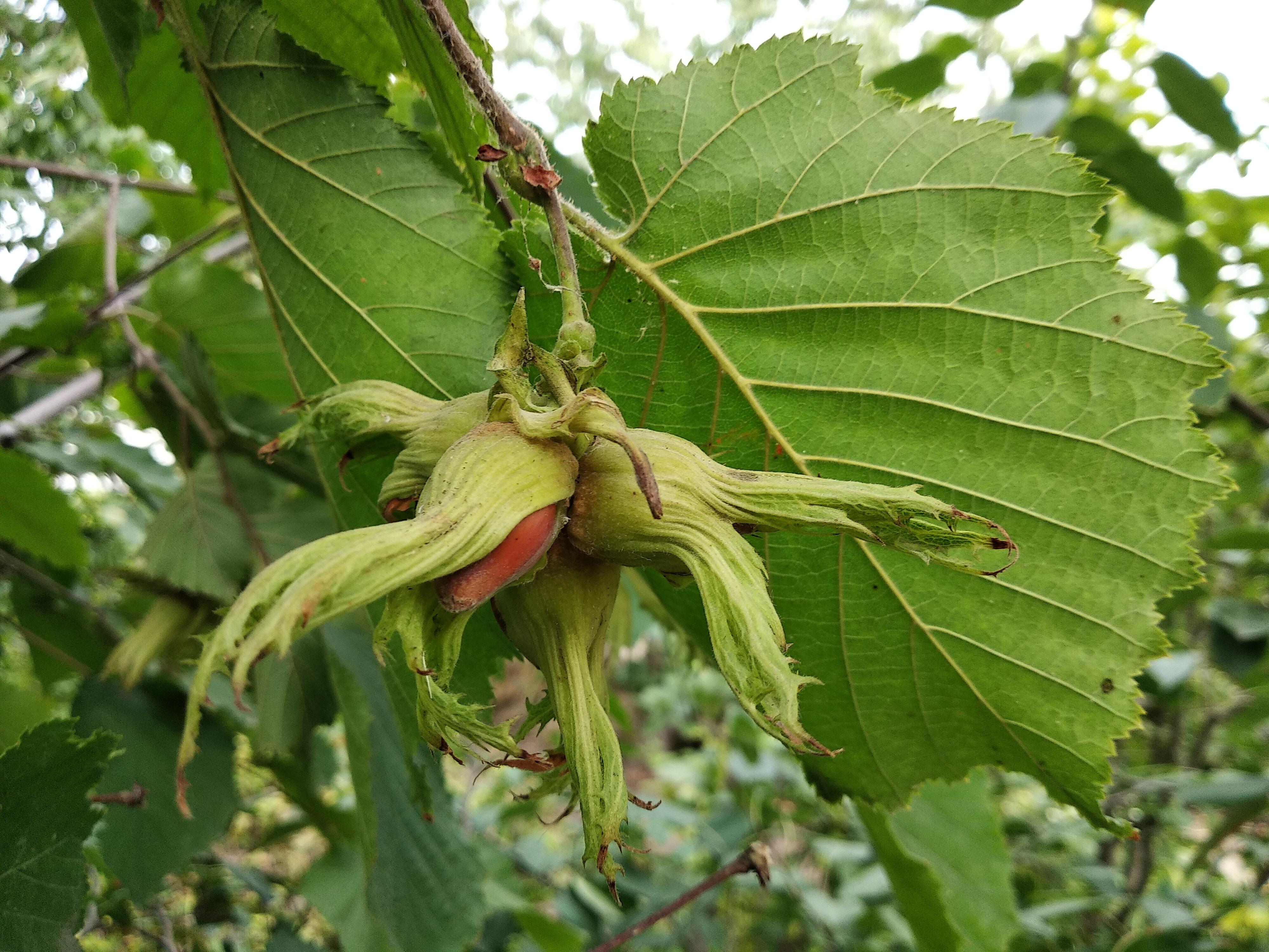 The Turkish Hazelnut Market: Prospects in 2023/24 and Beyond
