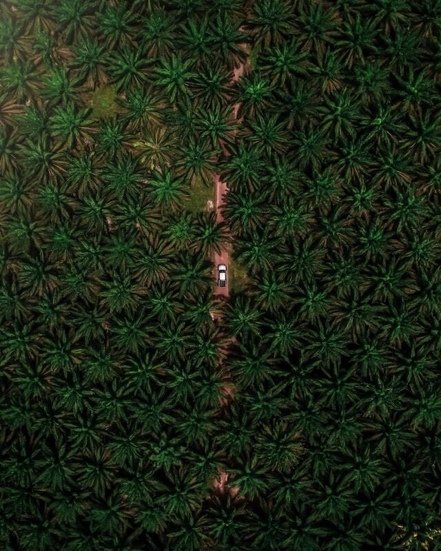 W26 2024: Palm Oil Weekly Update