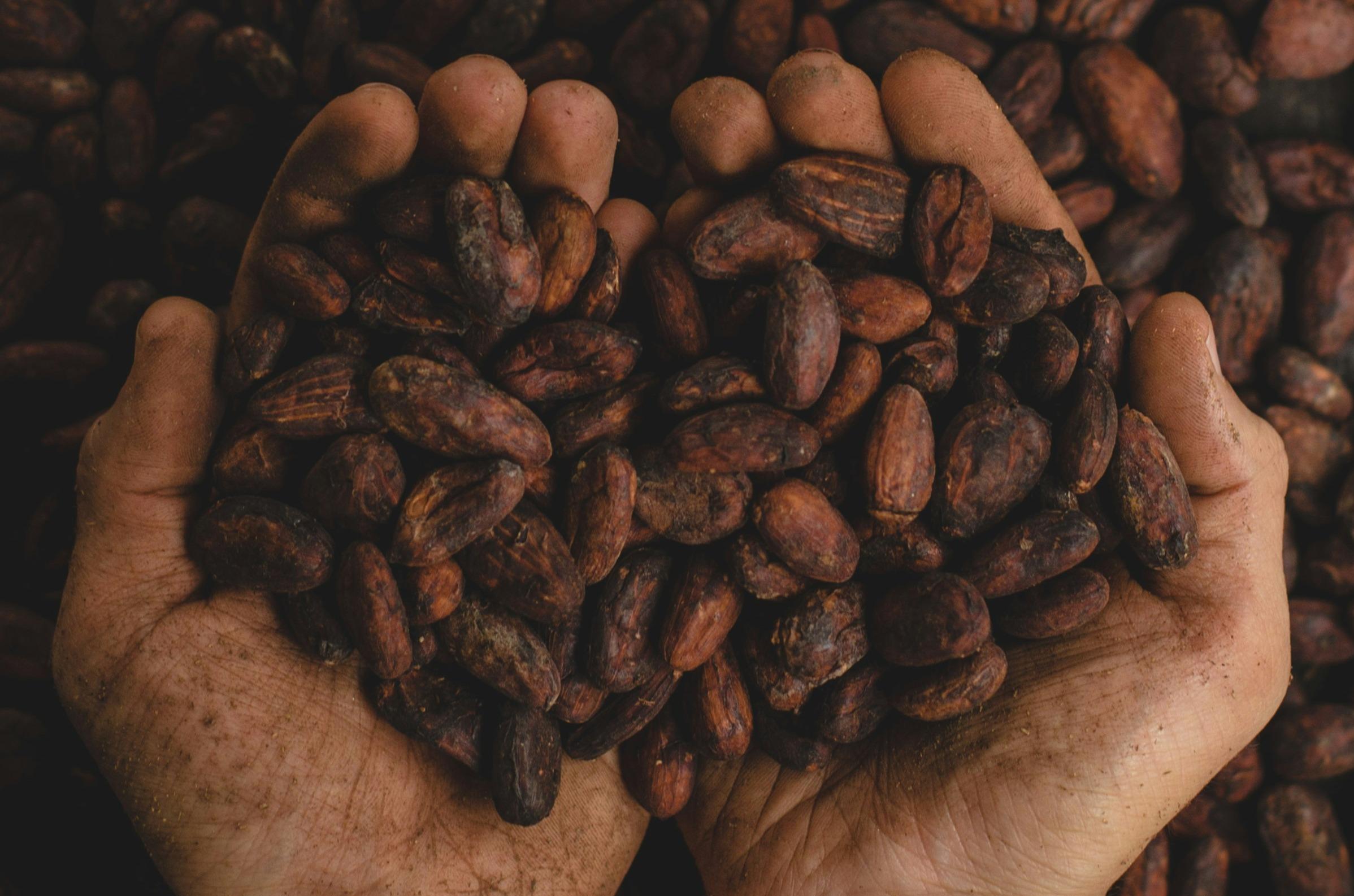 Global Cocoa Industry Struggles with Supply Shortages and Price Surges