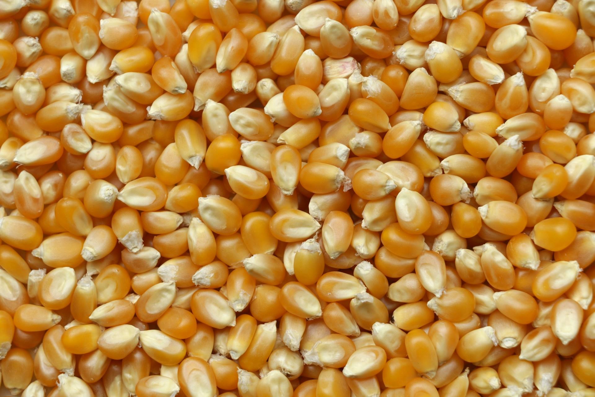 W10 2026: Maize