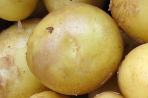 Rising Input Costs and Adverse Weather Will Continue to Affect the Potato Sector in the Netherlands