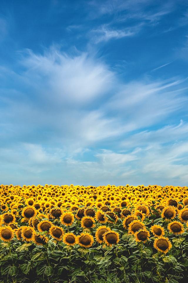 W21 2024: Sunflower Oil Weekly Update