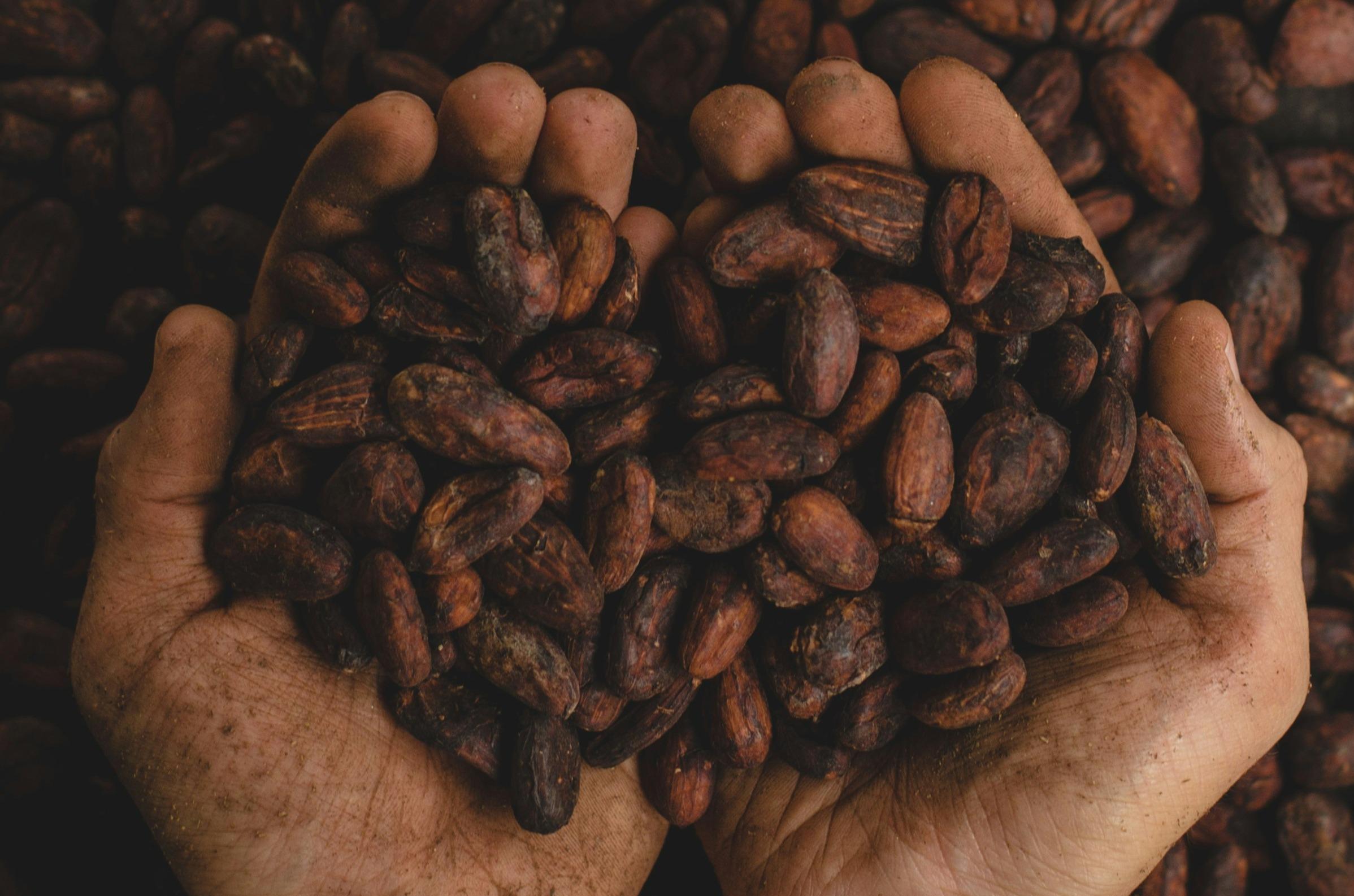 Combatting the Cocoa Swollen Shoot Virus: Ghana's Efforts to Revive its Cocoa Industry