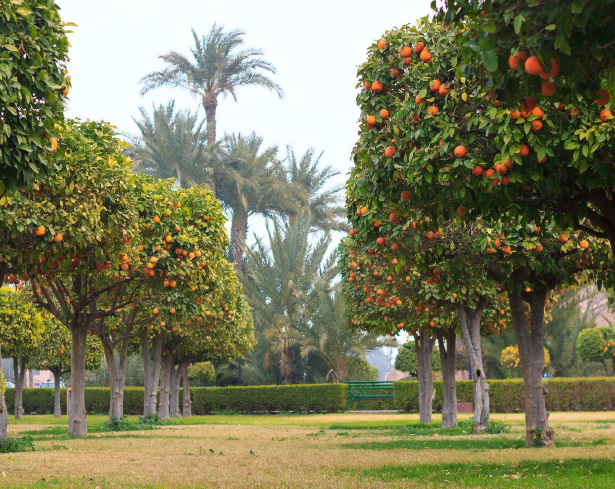 Market Trend Report: Moroccan Citrus Industry in 2023
