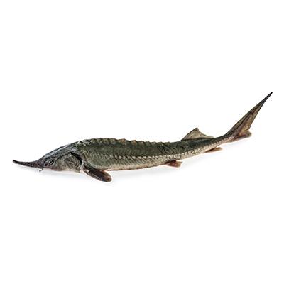 Northern Vietnam Experiences Surge in Cold Water Fish Farming, but Chinese Sturgeon and Salmon Prices Pose Challenges for Local Farmers