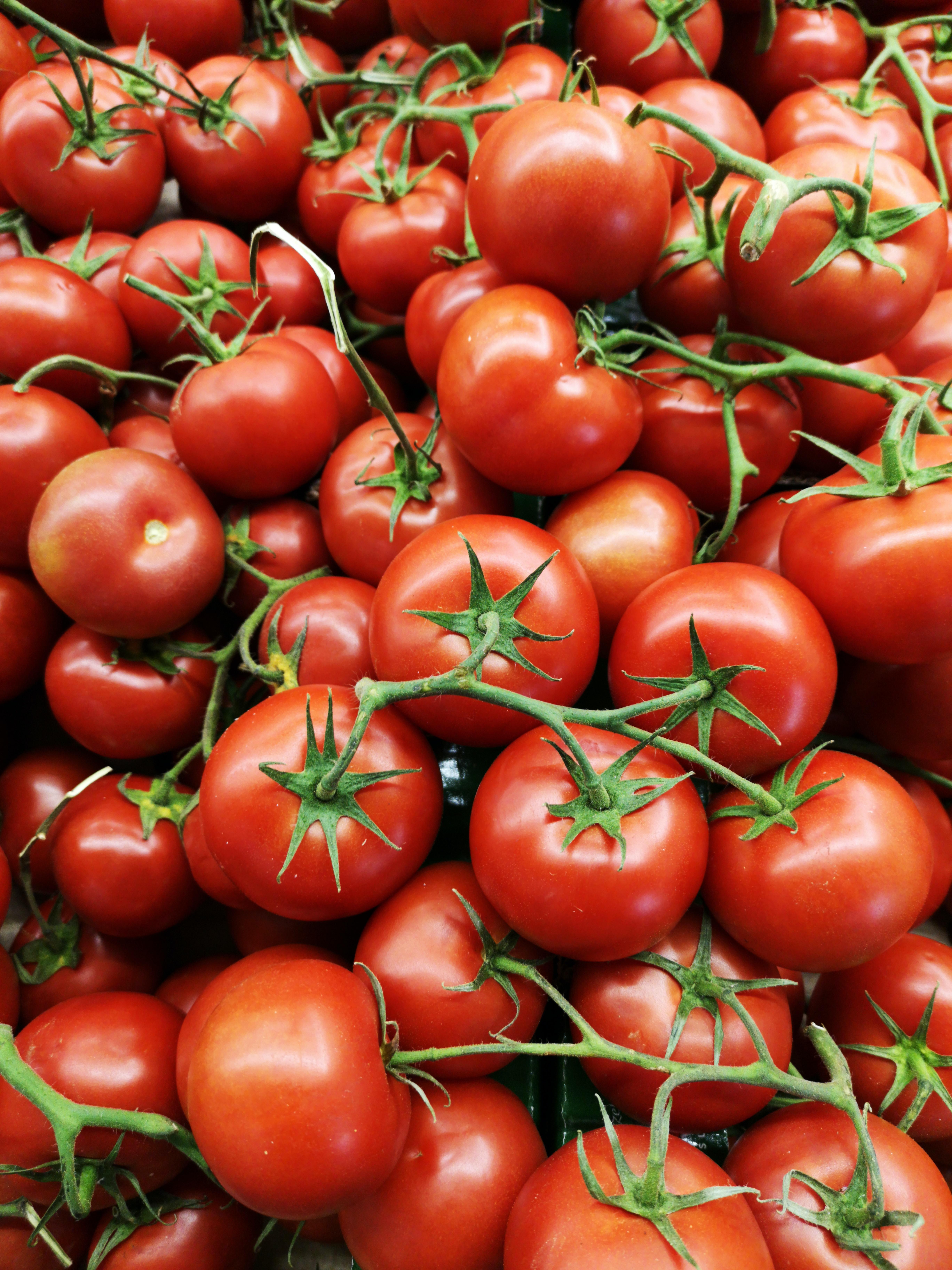 W22 2024: Tomato Weekly Update