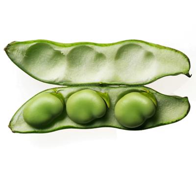 The Price of Imported Faba Bean Grain Surged by 12% MoM in Dec-23 in Egypt
