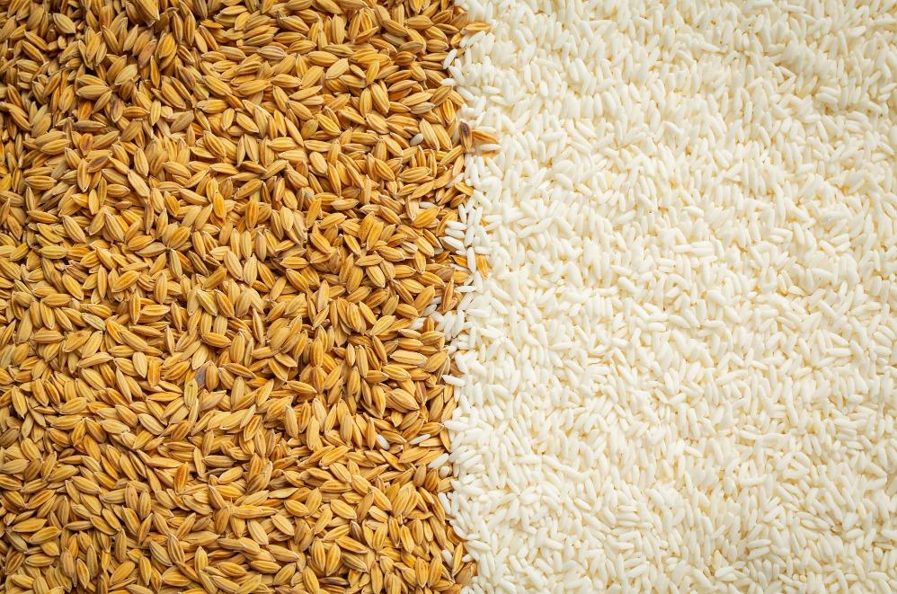 India’s Expected Rice Production Decline in 2024 Could Further Boost Prices