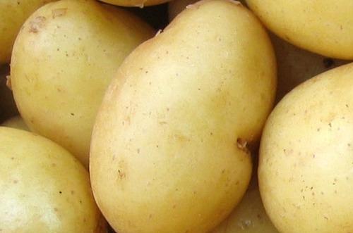 Despite Increased Potato Acreage in Europe, Discouraged Sentiment Prevails Toward Harvest