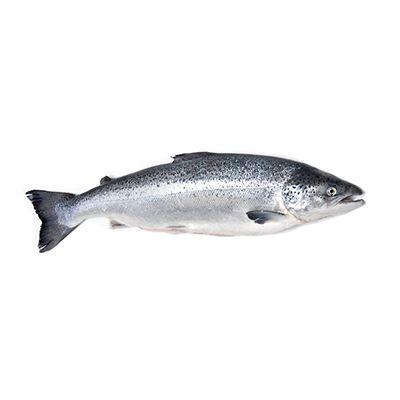 Atlantic Salmon Guide