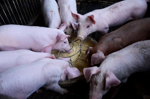 China's Pig Prices Rebound in 2024 Due to Market Recovery and Government Intervention