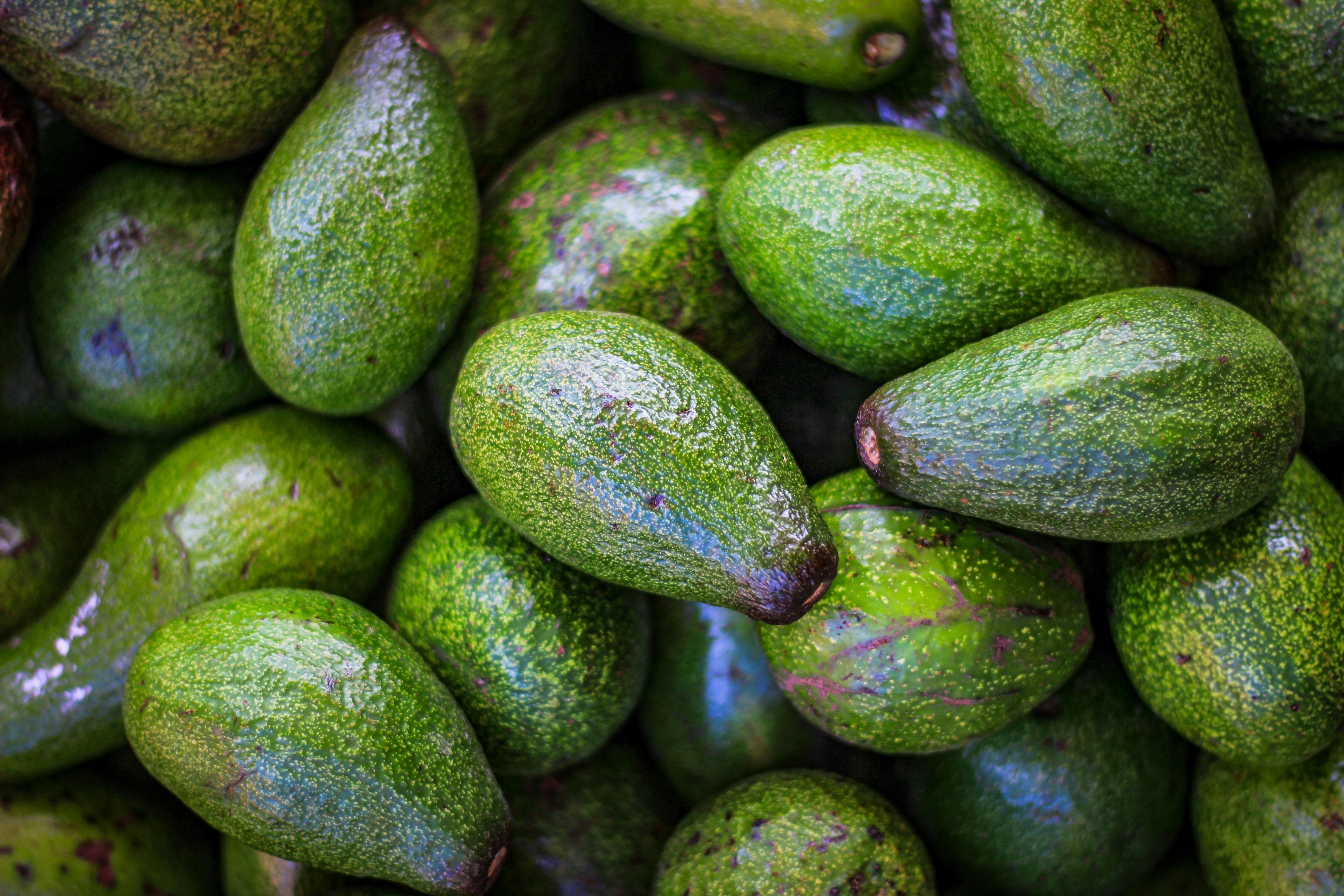 Global Avocado Industry Keeps Growing Due to Global Demand