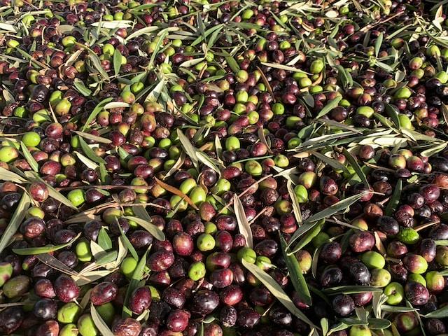 W11 Olive and Olive Oil Update: New Zealand Olive Oil Industry Eyes Rebound, Global Vegetable Oil Outlook Revised
