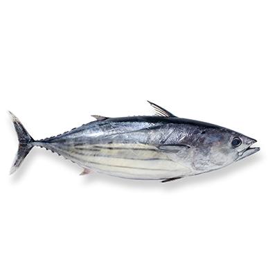 Red Mullet and Bonito Prices Declined in W7 in Italy's Markets