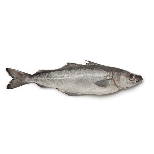 Pollock Prices Hold Steady at USD 1,020/mt Amidst Market Volatility