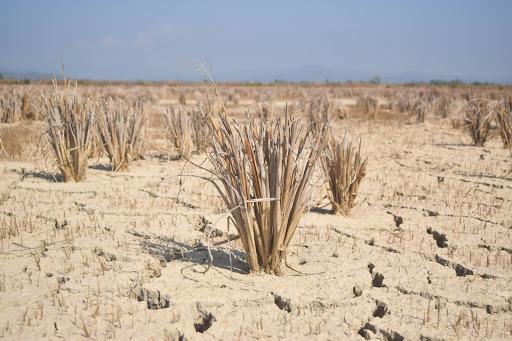Impact of Changing Weather Patterns on Crop Production