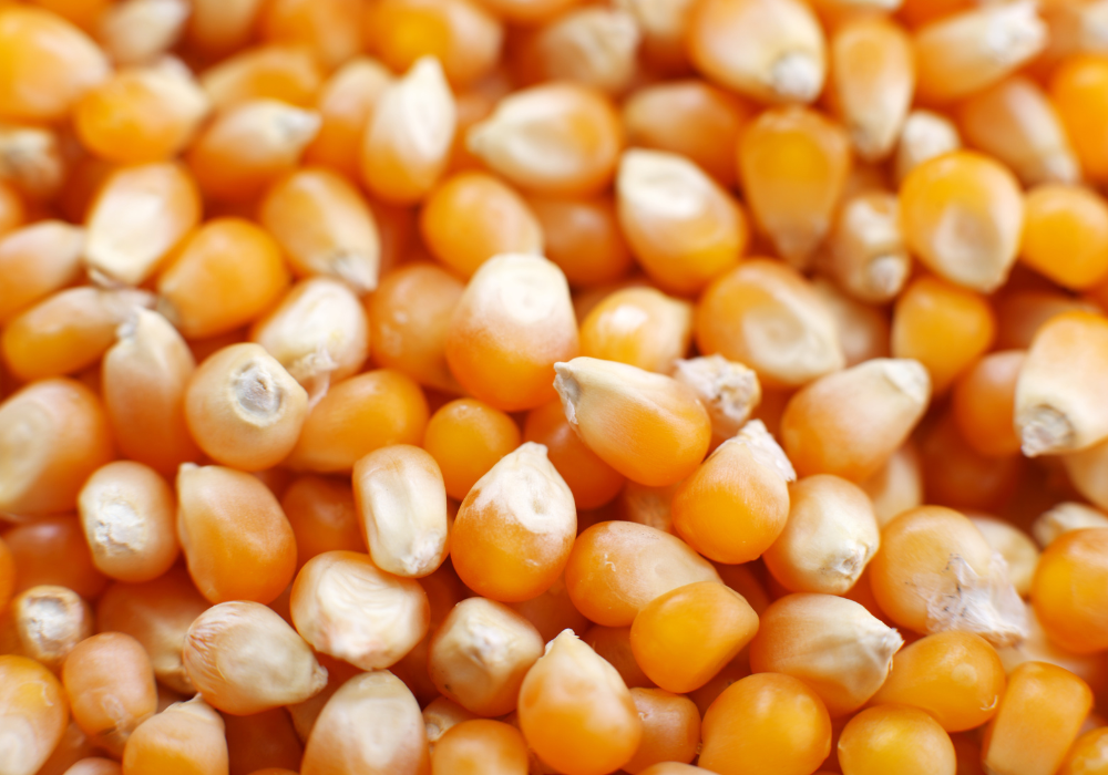 Dry Corn