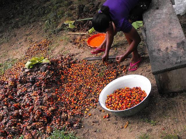 Palm kernel