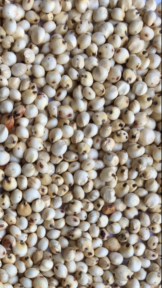 Wheat