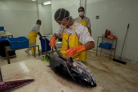 Yellow Fin Tuna