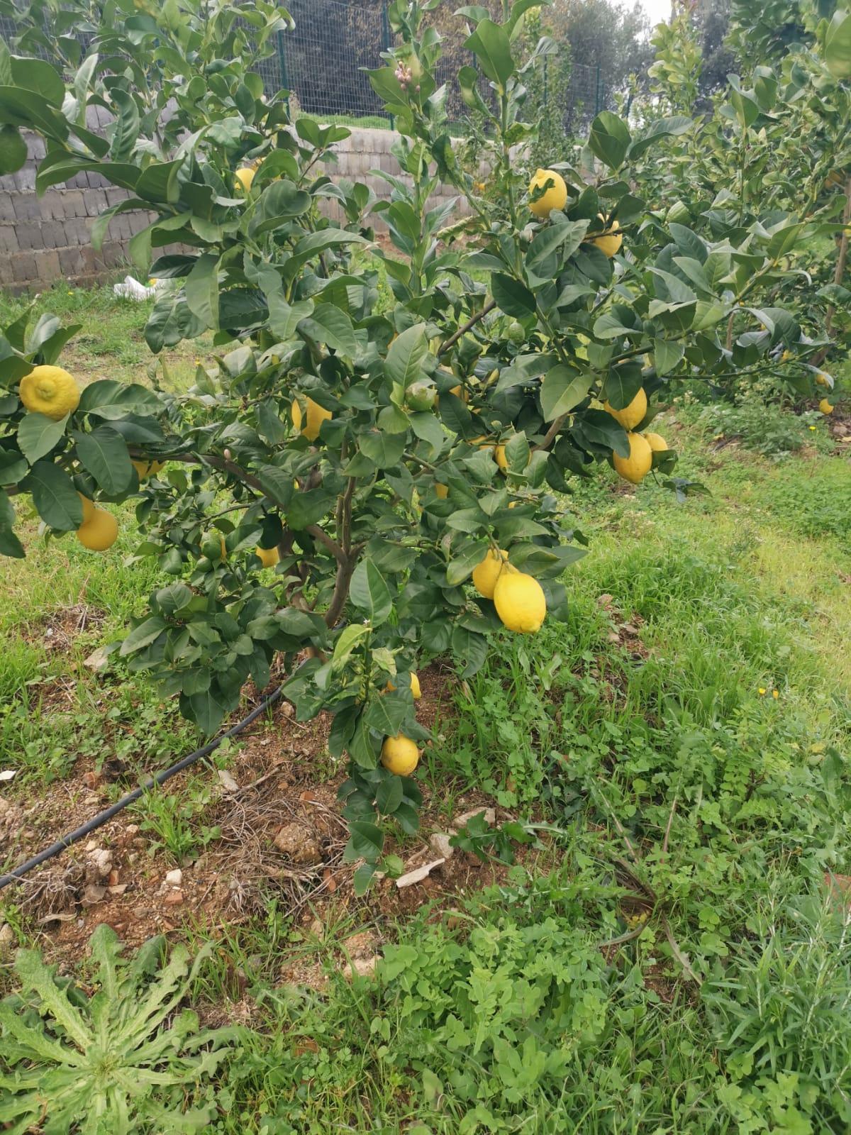 Verna Lemons