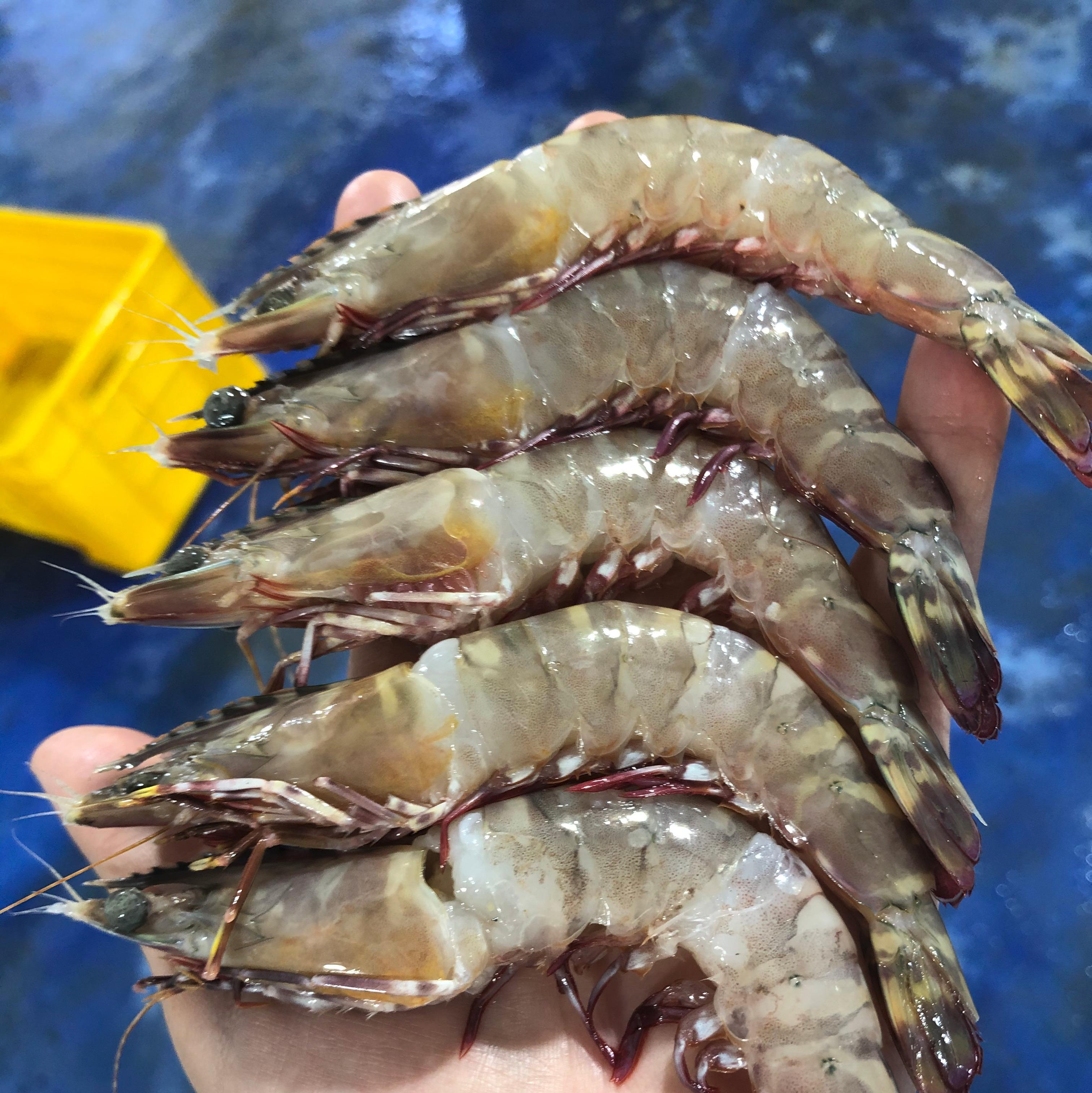 Frozen Sea shrimp