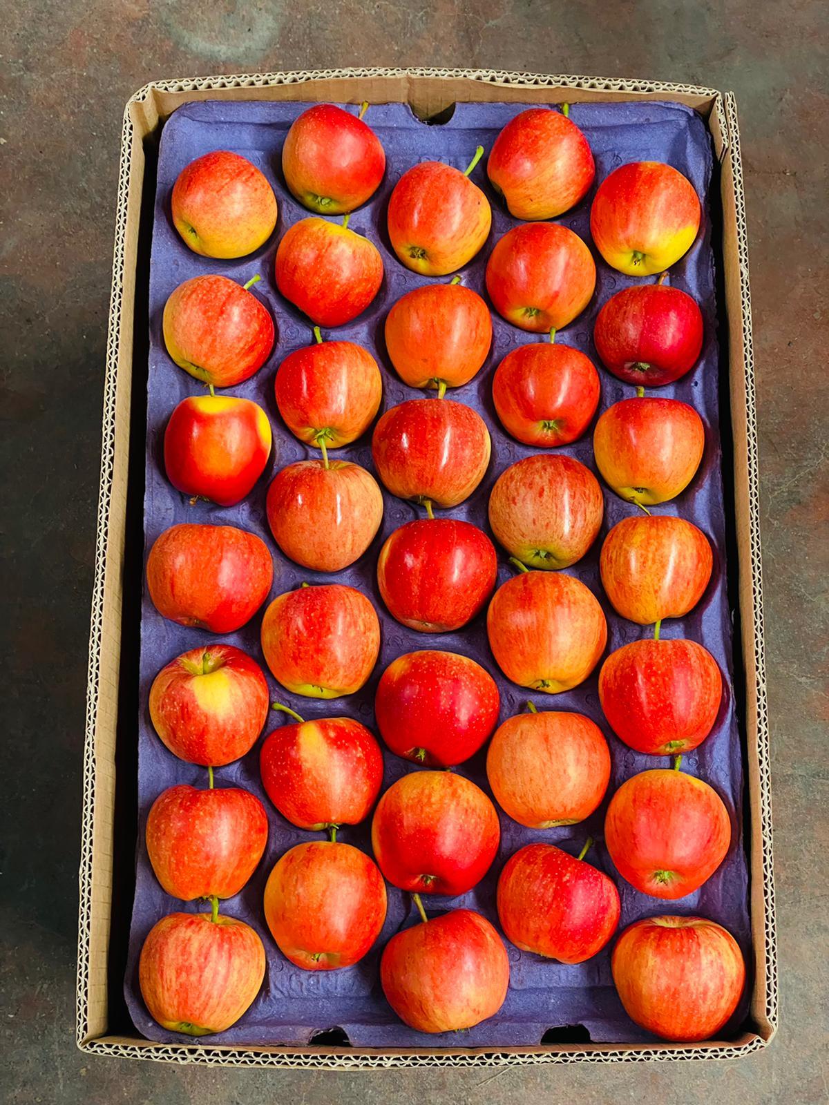 Fresh Red Delicious-Gala Apple