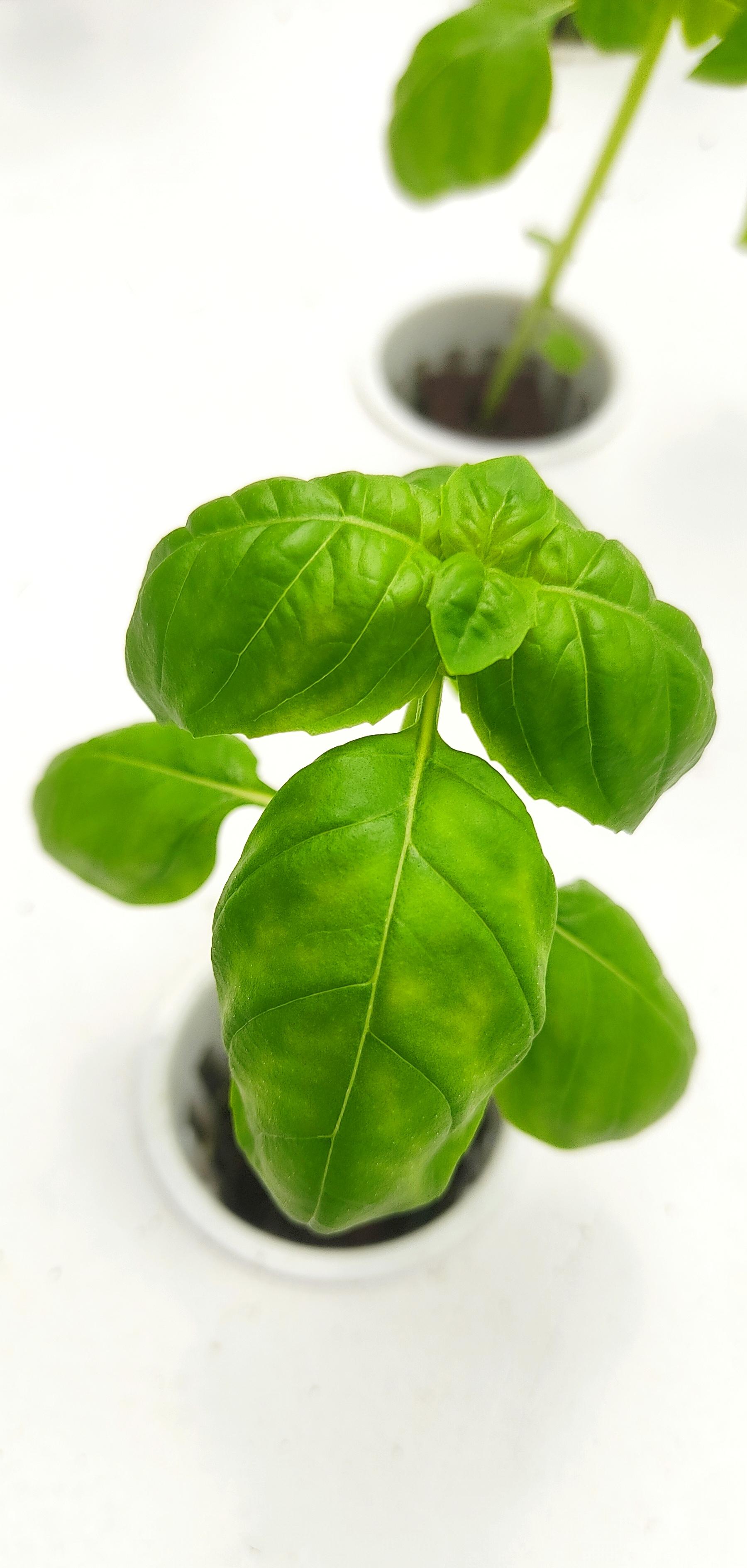 Genovese Basil