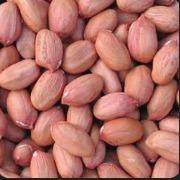 Groundnut