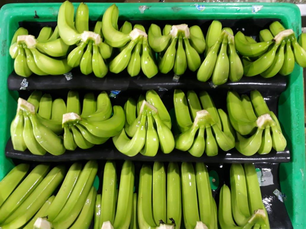 Organic Bananas
