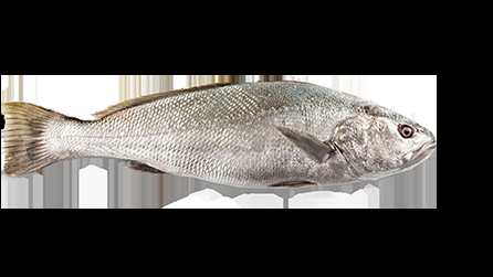 Sparus Aurata - Sea bream - Tsipoura -  Orata - Dorada - Dorade Royale - Dourada