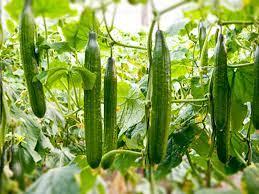 Fresh Japanese Cucumber