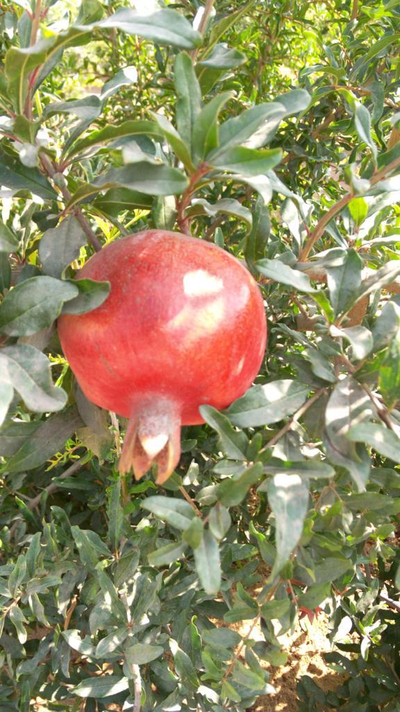 Early 116 Pomegranate