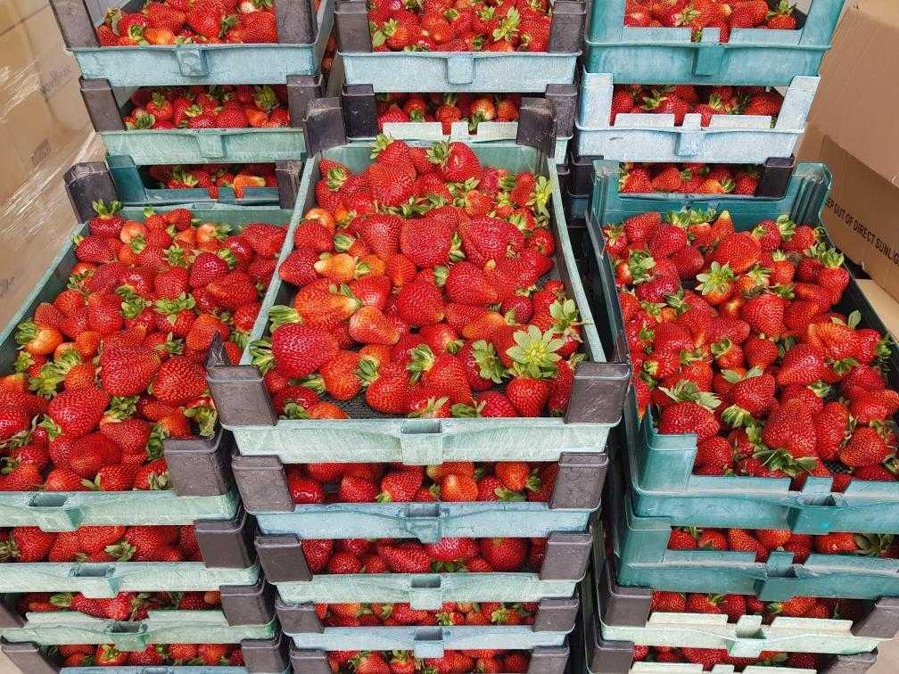 Strawberry