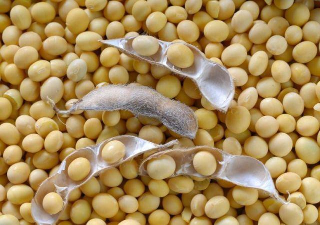 Soyabeen seeds