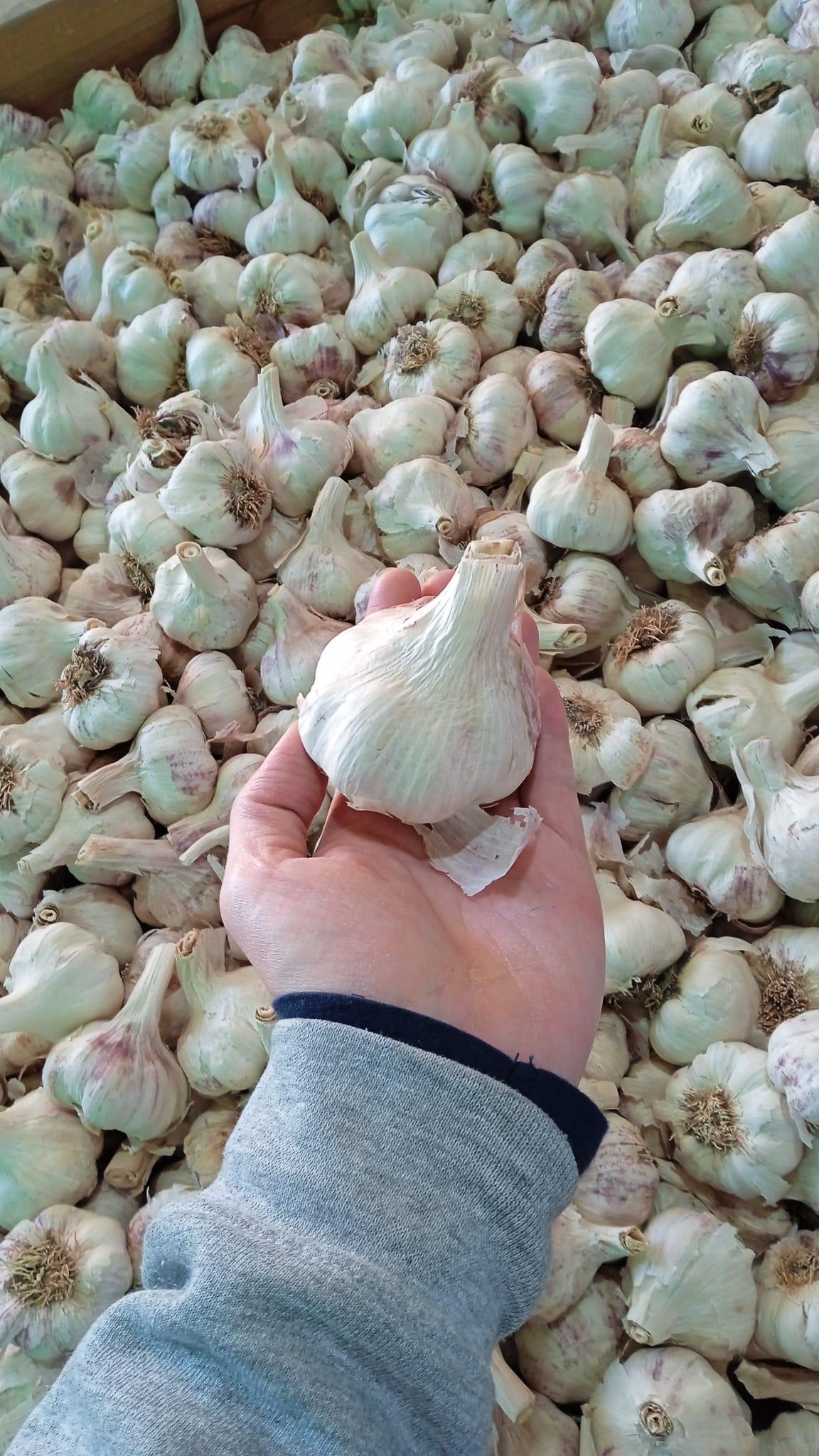 White Spring Garlic